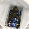 渔传播【活鲜】加拿大波士顿龙虾1.3-1.4斤/只 鲜活波龙海鲜 源头直发 实拍图
