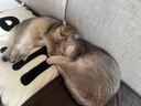 加仕高逗猫激光笔猫玩具伍德氏灯猫藓灯二合一检测笔 实拍图