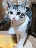 新宠之康 宠物羊奶粉猫咪狗狗幼犬新生猫咪奶粉犬猫通用 实拍图
