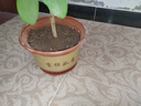 陶土花盆陶瓷花盆特大号特价批发紫砂盆红陶花盆送托盘兰花盆 口径28（1个盆）送托盘 实拍图
