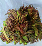 京地达云南头茬露天新鲜红油香椿净重1斤装叶芽蔬菜春菜源头直发包邮 实拍图