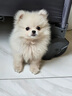 力狼（LILANG）狗粮幼犬粮 博美泰迪柯基金毛边牧全犬种中小型犬通用型狗粮 【鲜肉羊奶】幼犬专研粮8kg16斤 实拍图