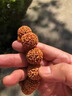 智初 精挑尼泊尔大金刚菩提子手串爆肉沉水姜黄皮新籽原籽七八瓣佛珠 8瓣20-22mm11颗【精品树王籽】 实拍图