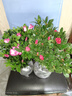 【莎之槿园艺】杜鹃花苗盆栽带花苞四季开花不断室内观花卉绿植植物老桩大棵好养 西玛杜鹃花+简易盆(带花苞) 含盆 实拍图