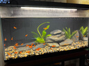 疯狂水草鱼缸造景装饰溪流石底部砂石天然溪流缸南美缸造景石乌龟躲避晒台 溪流缸造景套餐（40-50cm缸） 实拍图