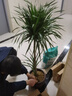 中梦 龙须树 多头龙血树 龙铁树室内客厅盆栽花卉植物办公室盆景 多头龙须树1-1.2米高度 不含盆 实拍图