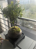 开时果 小叶赤楠盆景摆件 办公室桌面绿植花卉好养盆栽植物源头直发包邮 厚德载物盆+苔藓+底座 实拍图