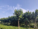FirstLove99朵红玫瑰永生香皂花同城配送非鲜花七夕情人节生日礼物送女友 实拍图