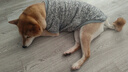 茨格曼狗狗衣服冬季保暖中大型犬薄绒金毛萨摩耶拉布拉多边牧加厚狗衣服 狗衣服薄绒 5XL【建议30斤内狗】 实拍图