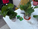 绿萝盆栽室内客厅绿植花卉 家用净化空气绿箩植物吸除甲醛吊兰 高20CM【原盆+托盘】1盆+肥 实拍图