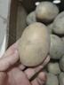 恩施小土豆新鲜马铃薯农家黄心洋芋现挖蔬菜马铃薯 5斤 大果 鹅蛋大小左右 实拍图