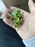 疯狂水草浮萍鱼缸造景水草植物直接入缸水培植物圆心萍一叶莲源头直发包邮 实拍图