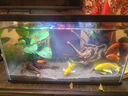 喜高超白玻璃鱼缸智能鱼缸免换水小型客厅水族箱一体式过滤氧气鱼缸 黑色-鱼缸+造景 485*225*283mm 实拍图