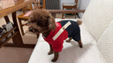 憨憨宠宠物狗狗衣服 狗衣服中小型犬泰迪衣服冬季加绒加厚背带裤猫衣服 红色背带裤S号推荐4-6斤宠物 实拍图