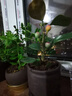 开时果 小盼菩提盆栽（带果发货）中式禅意绿植物桌面盆景源头直发包邮 小盼菩提+原生盆（2-5颗果子） 小盼菩提（带果发货-含盆植） 实拍图