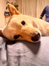 皇家狗粮 柴犬成犬狗粮 宠物中型犬 SIA26 全价犬粮 10月-8岁 6.5KG 实拍图