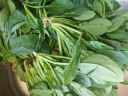【嫩芽尖尖】菠菜苗（长度≤20cm）400g 实拍图