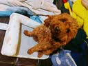 多可特狗窝凉席夏季狗窝猫垫子猫窝狗垫子藤编猫咪窝地垫宠物床宠物冰垫 凉席款,40*30CM 实拍图