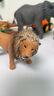 思乐（Schleich S）仿真动物模型 老虎狮子狼豹白虎猞猁男女孩儿童玩具生日礼物3+ 咆哮的狮子14726 实拍图