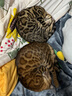 帕缇朵c3猫粮全期成猫猫粮幼奶糕无谷低敏配方猫粮 牛肉蔬菜味（10KG） 实拍图