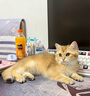 汪野君养猫新手套装猫砂盆铲喂食喂水器绒布猫窝猫砂用品组合基础四件套 实拍图