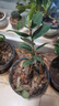 盆栽茶花苗 山茶花苗绿植花卉盆栽四季好养茶花树苗盆栽耐寒花卉观花植物室内花卉绿植开花不断 不含盆 六角大红 3年苗 实拍图