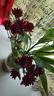【七彩小雏菊】鲜切花混搭混色多头鲜花插瓶水养花期长七夕礼物 红色小雏菊50CM5枝 实拍图