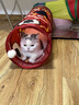 乐优派猫隧道猫玩具自嗨解闷神器钻洞猫通道迷宫可折叠逗猫 鲤鱼款 实拍图