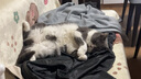 BOTH 挑嘴猫粮 鸭肉鱼肉海藻 口感升级 N3猫粮 15磅/6.8kg 实拍图