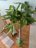 叹为观止大型植物发财树各种大颗盆栽开业乔迁客厅办公室内好养大型花卉 单杆发财树【1.1-1.3米】 不含盆 实拍图