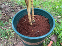 九千谷花盆加厚加仑盆兰花发财树盆栽树脂塑料大花盆6加仑*2高款3345 实拍图