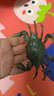 玛奇乐（MECHILE）仿真海洋生物玩具鲨鱼海豚海葵海星海马水母皮皮虾面包蟹动物模型 螃蟹 实拍图