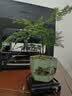 花翁文竹盆栽绿植物室内客厅中式禅意盆景办公室摆件高端花卉源头直发 实拍图