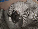修正宠膳修正猫咪滴眼液猫猫眼睛发炎眼药水红肿肿胀流脓流泪猫用滴眼药 硫酸新霉素滴眼液8ml 宠物狗狗消炎结膜炎角膜炎 实拍图