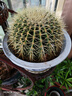 金虎狂刺仙人球盆栽植物绿植金虎超盆栽大盆栽办公室仙人掌 直径25厘米左右 含盆塑料 实拍图
