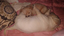 佳木为香中华田园犬幼犬土狗宠物狗活体宠物土松土猎活宠小狗大黄狗小奶狗 混血级 可爱小白狗 公 实拍图