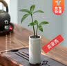 开时果 竹柏小盆景中式创意竹子盆栽 办公室好养桌面植物源头直发包邮 【升级款】竹柏（白筒盆+黑石） 实拍图