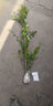 唯友 木香花苗庭院阳台木香苗盆栽爬藤植物黄木香 花苗攀援花卉树苗 白木香 中苗70-90厘米带分枝 实拍图