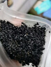 参庆堂 黑蚂蚁干长白山蚁拟黑多刺蚁100g养生泡酒料大蚁酸黑蚂蚁 实拍图