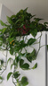 绿有意大叶绿萝盆栽壁挂除甲醛长藤绿萝水培绿箩爬墙垂吊兰植物净化空气 高脚红盆长藤二盆+储水盆 实拍图