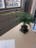 开时果 文竹盆栽桌面摆件盆景 办公室植物竹子水培绿植盆景源头直发包邮 舍得塑料盆+黑石+底座 实拍图
