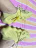 阿迪达斯 三叶草YEEZY 450黄色 低帮椰子运动休闲鞋HP5426 UK11码46 实拍图