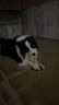 贵为（GiGwi）狗玩具洁牙胶片橡胶磨牙洁牙耐咬幼犬老年犬磨牙狗狗玩具宠物玩具 实拍图