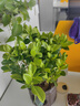开时果 栀子花盆栽浓香型四季开花卉 阳台花卉好养绿植物源头直发包邮 佛系瓷盆【120#栀子花】 实拍图