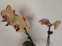 京东鲜花蝴蝶兰盆栽带花带花苞绿植鲜花花卉客厅办公室装饰摆件送长辈 实拍图
