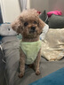 贵为（GiGwi）狗狗长腿玩具发声毛绒叫叫小型犬幼犬宠物自嗨解闷神器宠物玩具 实拍图