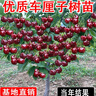 磊运车厘子树苗特大樱桃树苖南方北方四季种植地栽别墅庭院果树苗 车厘子 2公分左右粗（当年结果） 实拍图