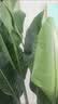 双盟天堂鸟大型植物客厅绿植盆栽办公室内鹤望兰好养落地网红源头直发 实拍图