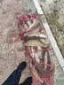 千寿（Qianshou） 千寿钓线野钓柔软鱼线钓鱼线超强拉力尼龙线 主线【买二送一】 1.0 实拍图