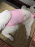 MIFLAME猫咪绝育服公猫母猫术后恢复防舔衣断奶戒奶服薄款防脱设计M码 粉红色 m码（6-12斤） 实拍图